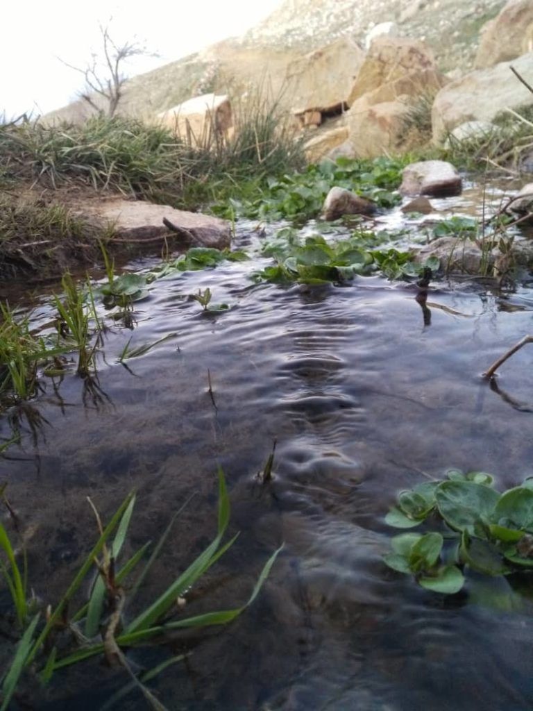 چشمه روستای داران