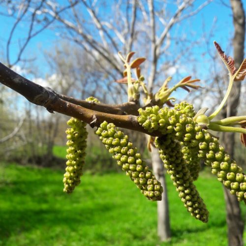 شکوفه درخت گردو، راهنمای گردشگری و سفر به جلفا، ارس یار